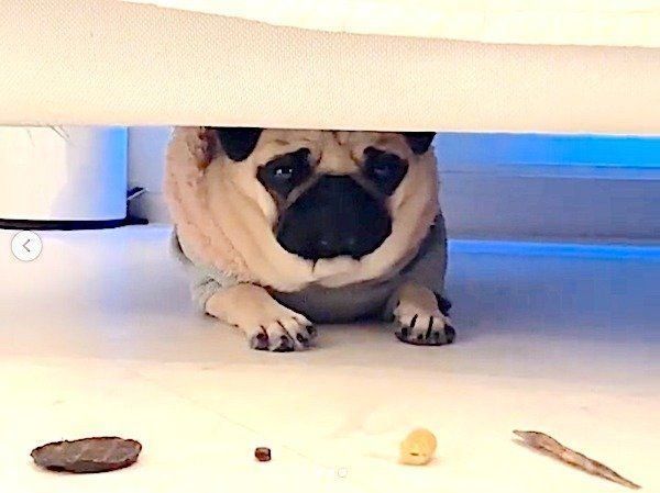 駄々をこねるパグ