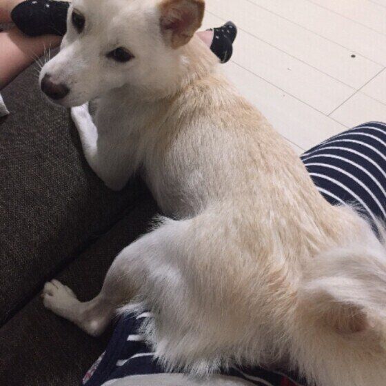 柴犬のぷりんちゃん