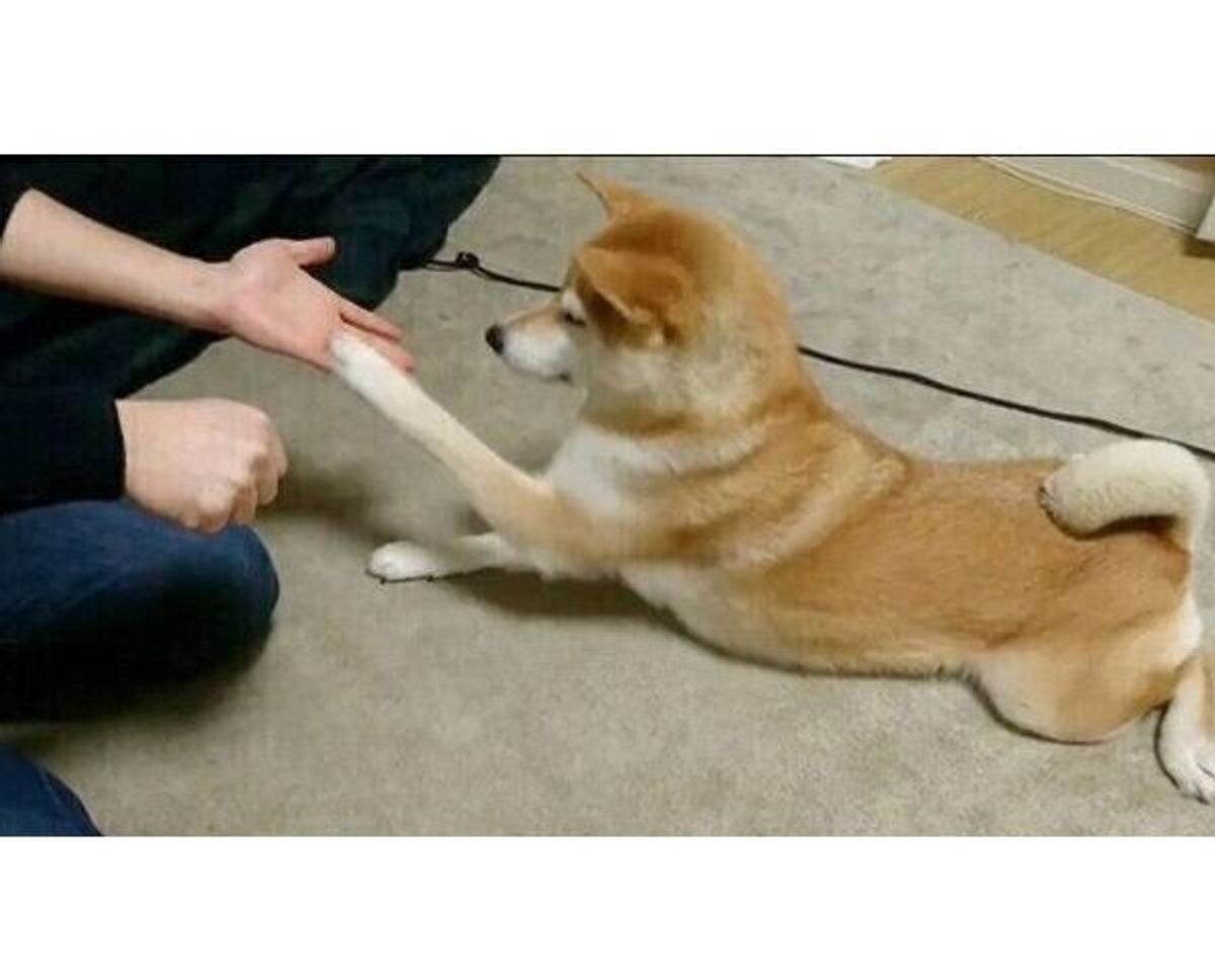 チーズはどっち と当てっこゲームをする柴犬 ニオイを嗅げばいいのに 勘で勝負する姿が可愛すぎる いぬのきもちweb Magazine チーズはどっち と当てっこゲームをする柴犬 ニオイを嗅げばいいのに 勘で勝負する姿が可愛すぎる いぬのきもちweb Magazine