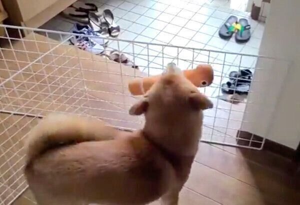 帰宅したお父さんを出迎える麦くん