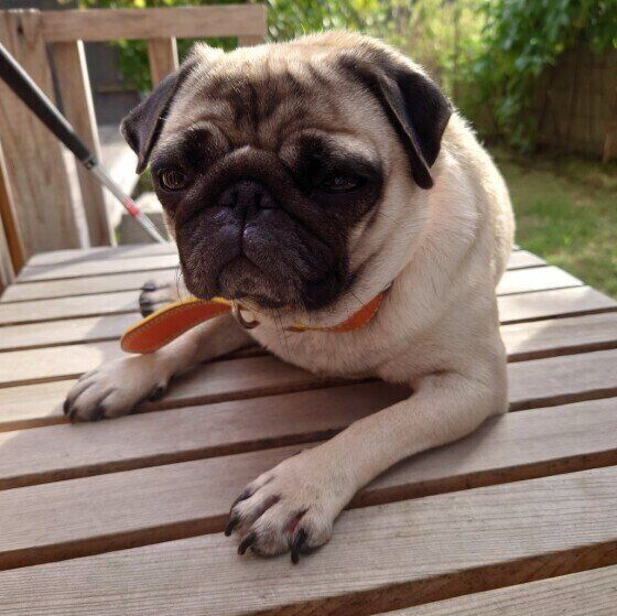 木のデッキの上に腹ばいになっている薄茶色のパグ