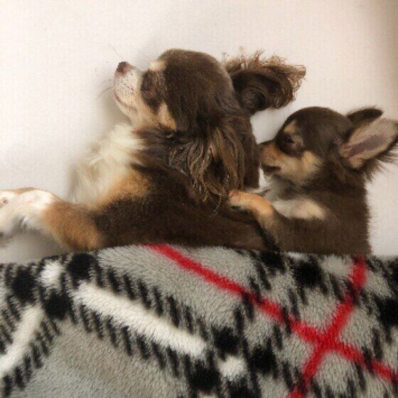 子犬を寒さから守ろう！はじめての冬、特に気を付けることは？ いぬのきもち