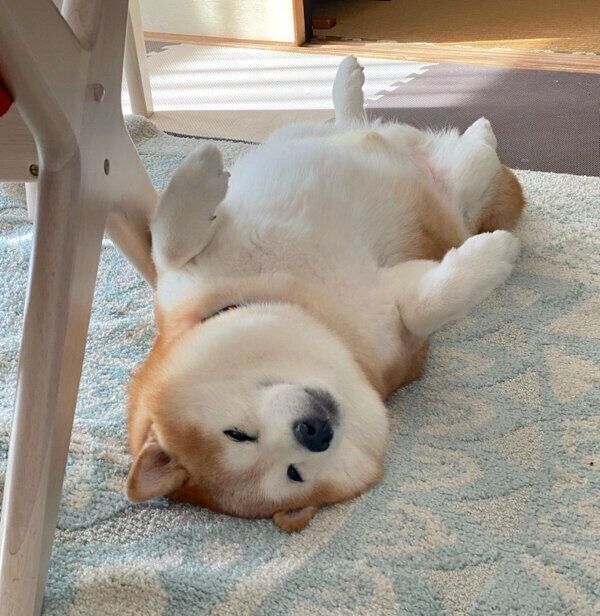 ヘソ天するポン太くん