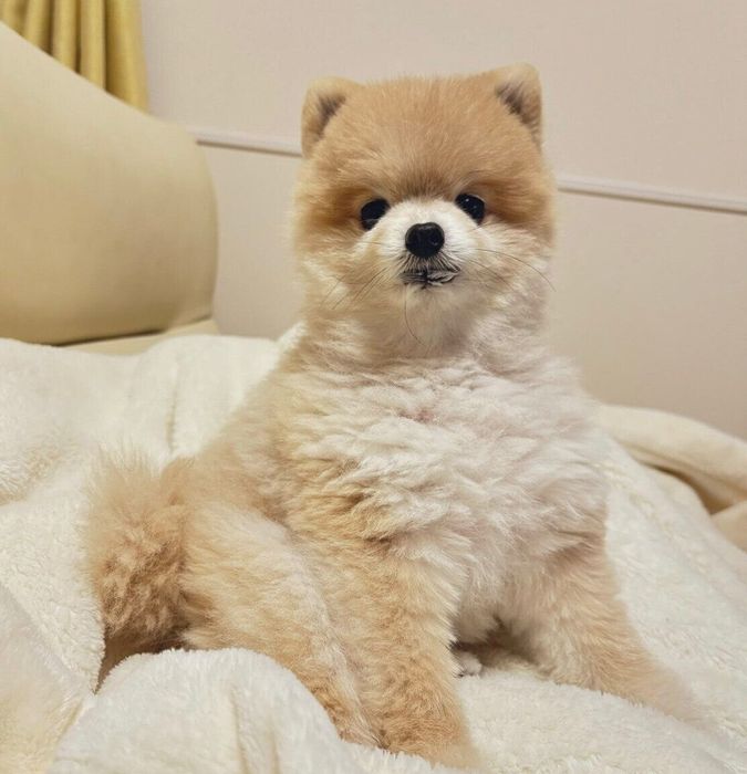 飼い主さんのお腹に乗るぬーくん