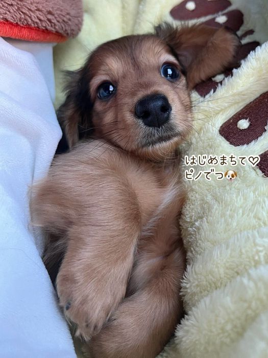 飼い主にお迎えされてすぐのころのミニチュア・ダックスフンド
