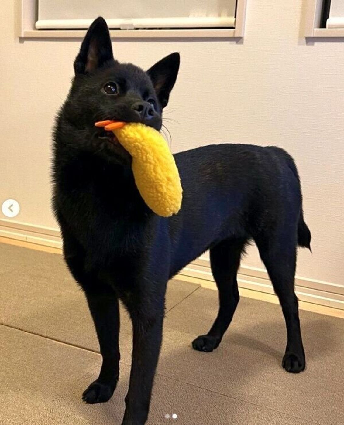 エビフライ愛 が強い生後3カ月の甲斐犬 成長しても 大好き が止まらない姿が可愛い いぬのきもちweb Magazine エビフライ愛 が強い生後3カ月の甲斐犬 成長しても 大好き が止まらない姿が可愛い いぬのきもちweb Magazine