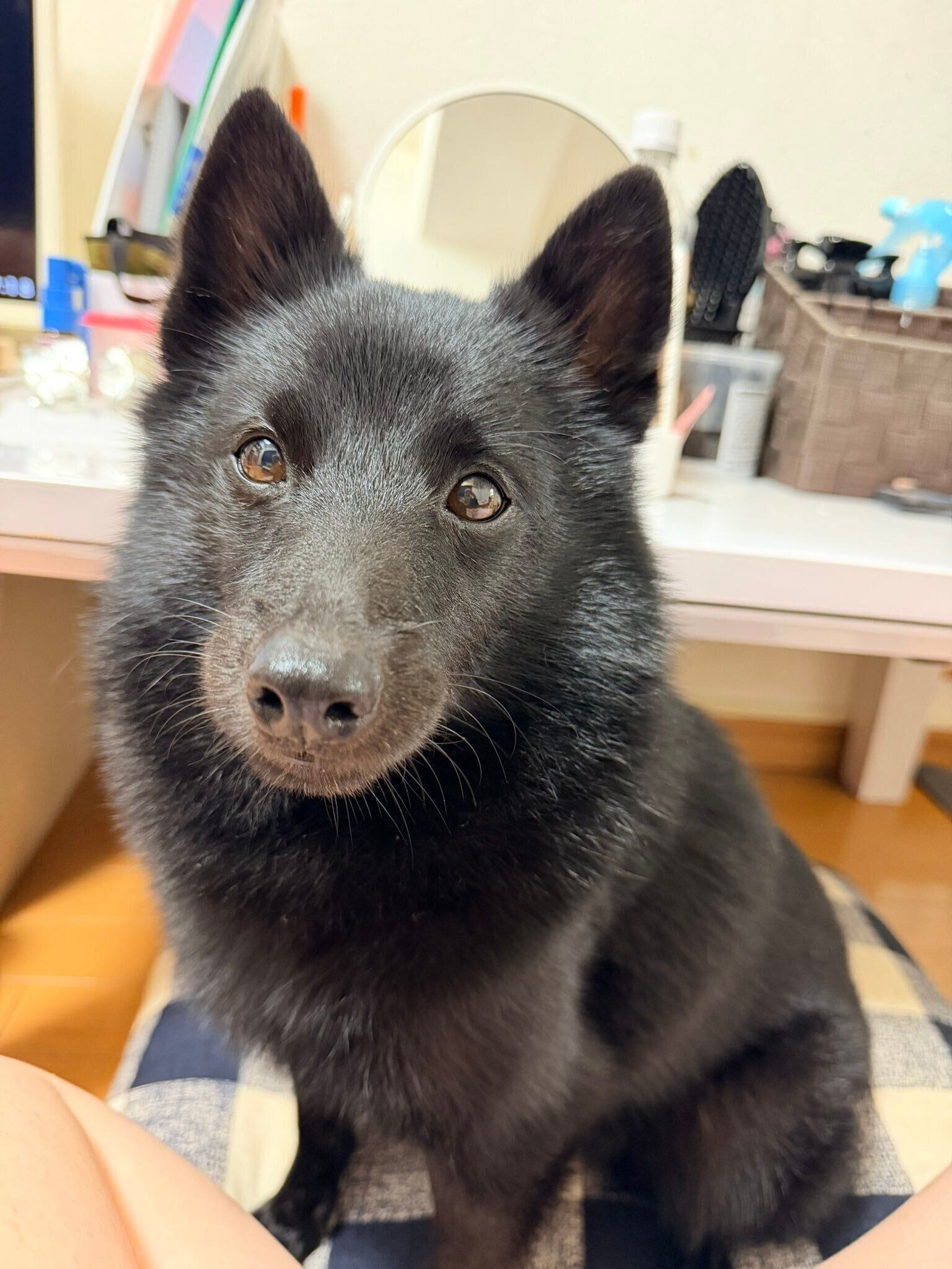 別の日の様子　この日もお化粧中の飼い主さんを見つめているごまめくん