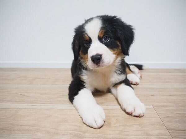 バーニーズ・マウンテン・ドッグのダンテくん