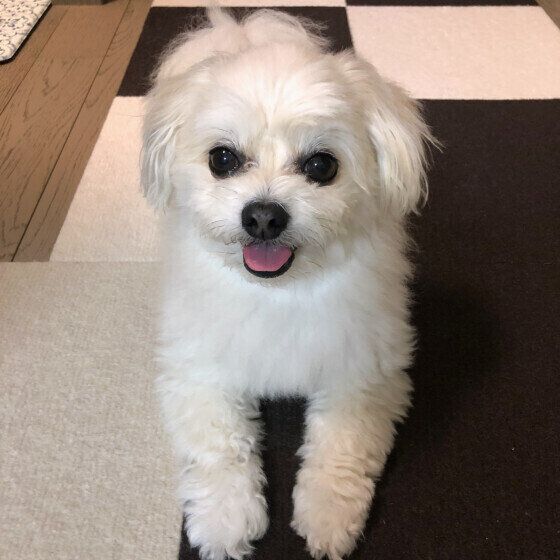 小型犬のプリンちゃｎ