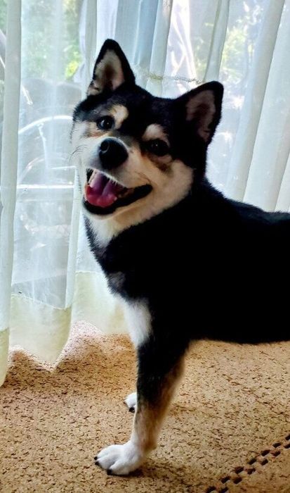 嬉しそうな表情でこちらをみつめる柴犬