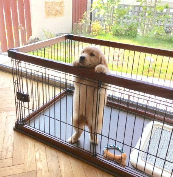 可愛いのかたまり ゴールデンのパピー期の写真にニヤニヤが止まらない いぬのきもちweb Magazine