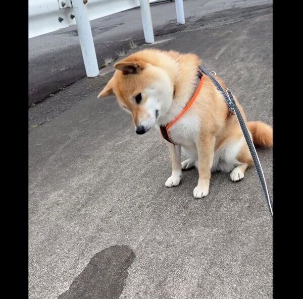 飲み残した水が坂道で流れるのを見て考え込む、ふう太くん