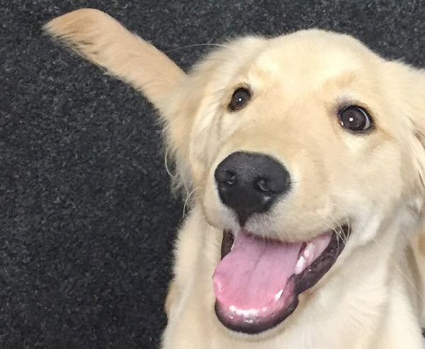 笑うゴールデン・レトリーバー