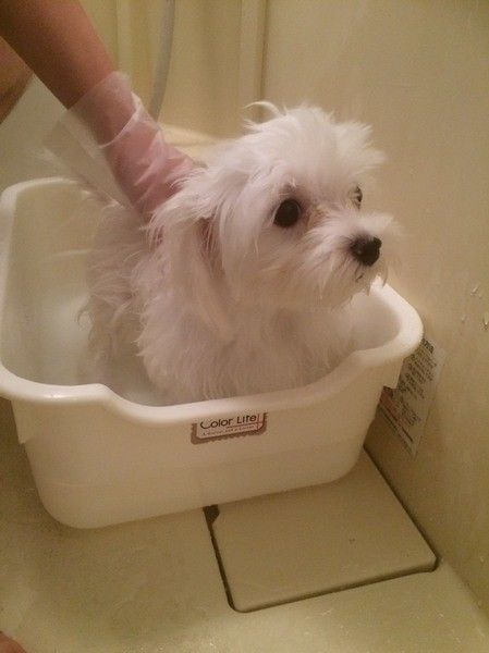 犬のシャンプーは腰から洗う 顔から洗う 愛犬が嫌がらない おうちシャンプーのコツ いぬのきもちweb Magazine
