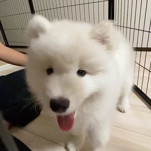 オテでおやつをゲットし得意げなエデンちゃん