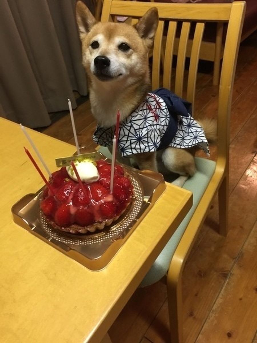 この食べ物 愛犬に与えても大丈夫 犬にとって危険な野菜 果物16選 いぬのきもちweb Magazine この食べ物 愛犬に与えても大丈夫 犬にとって危険な野菜 果物16選 いぬのきもちweb Magazine