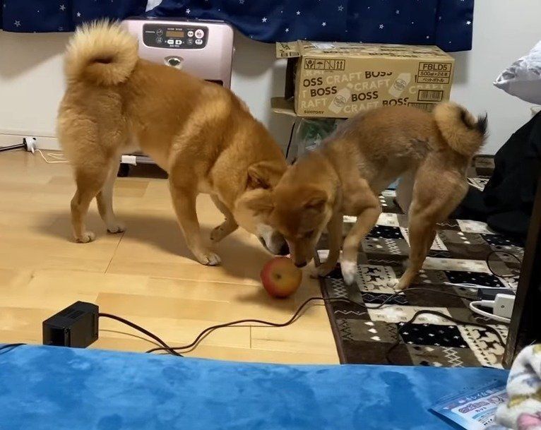 りんごで戯れる犬