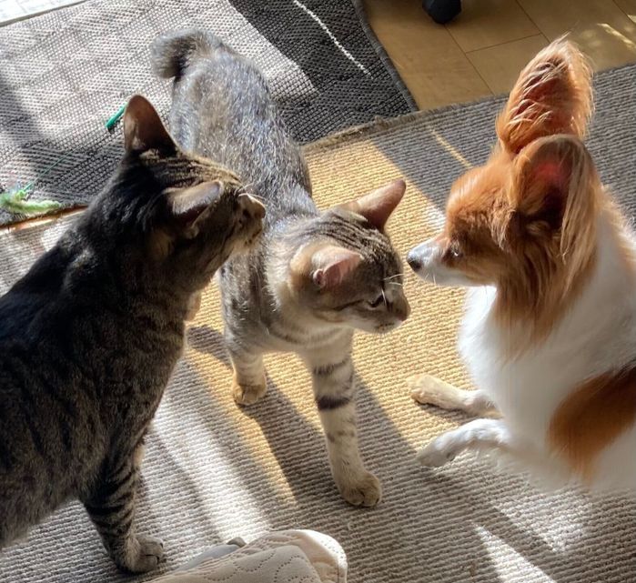 一緒に暮らすパピヨンと猫2匹