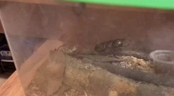 クワガタをガン見する犬