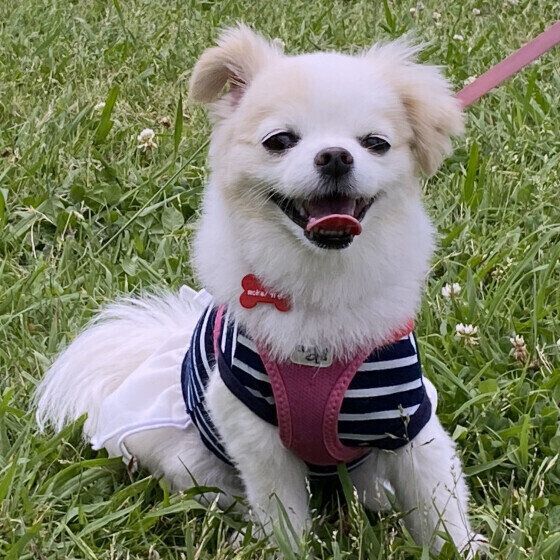 散歩中に休憩をする萌花ちゃん