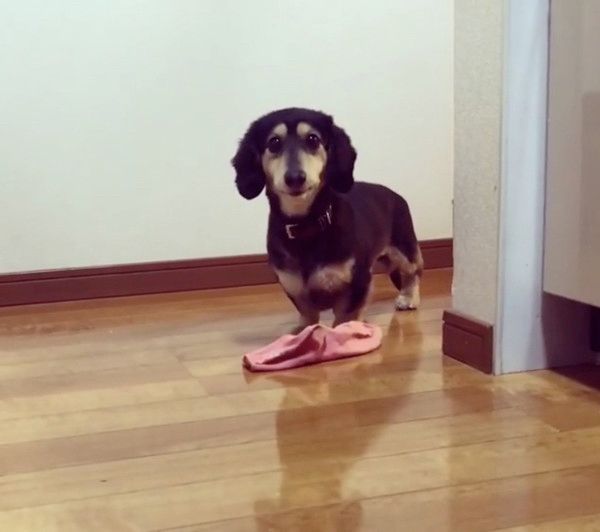 靴下が大好きな犬