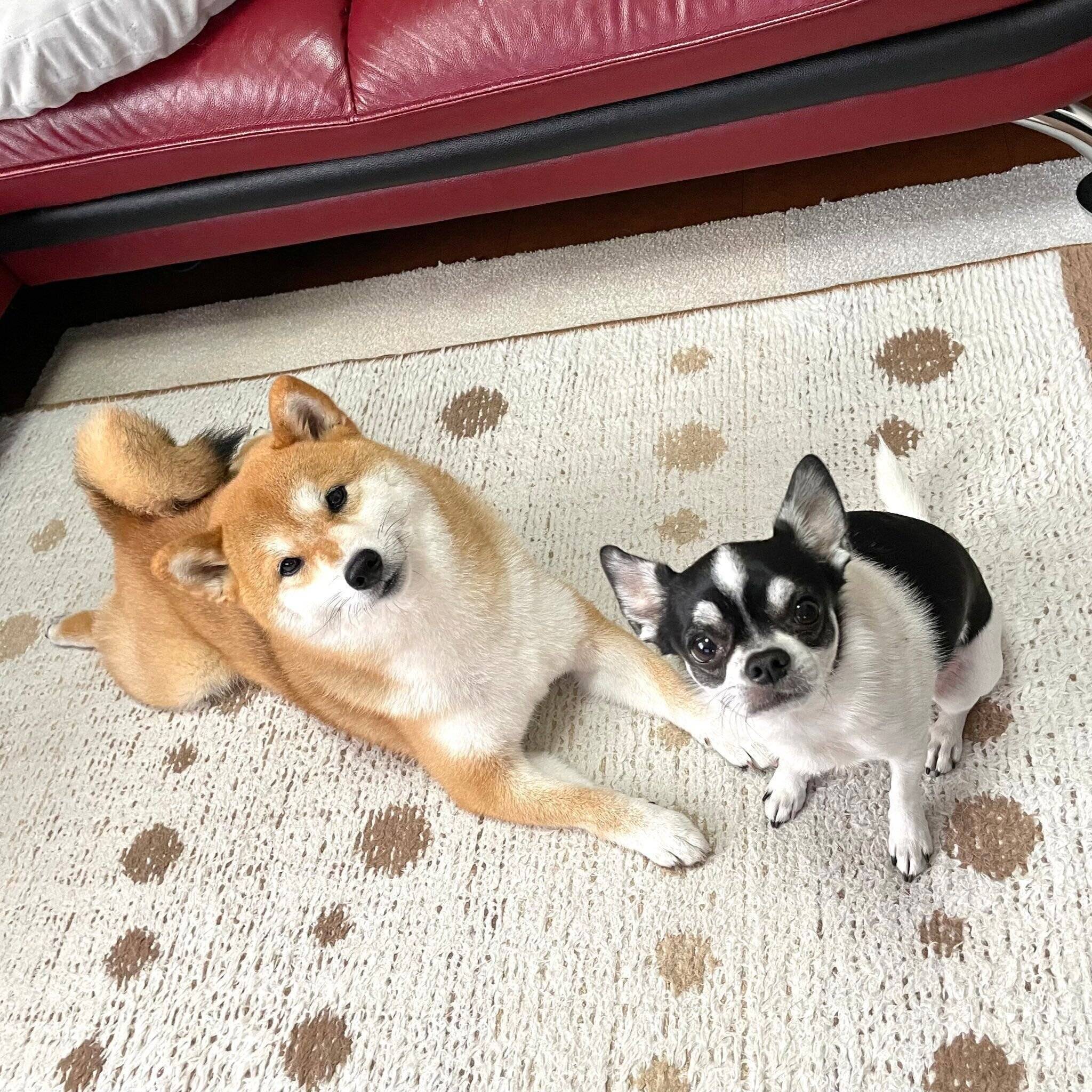 見つめるあずきちゃん、いくらちゃん