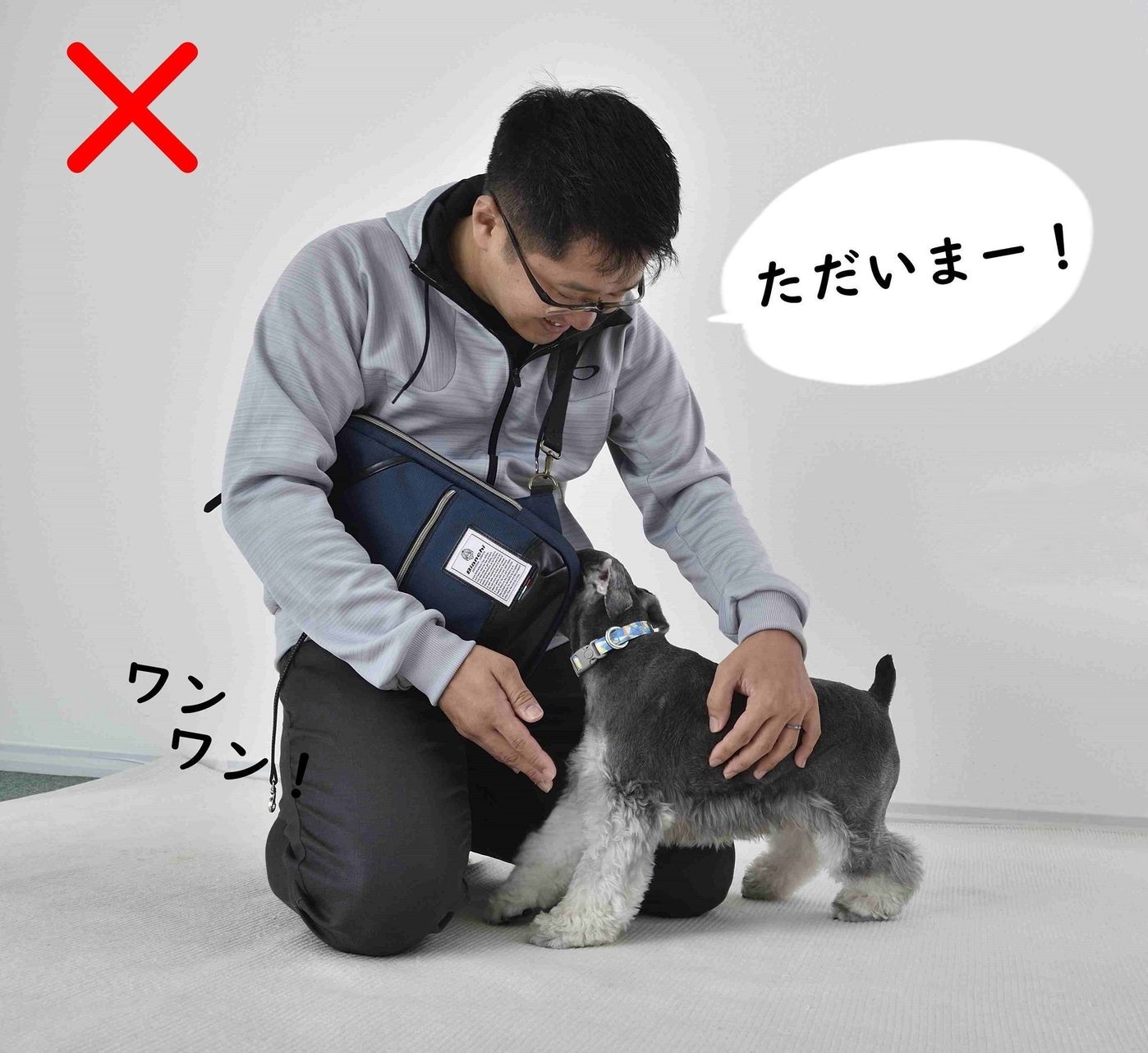 遊んで チョーダイ おねだりで吠える犬 直すには が一番 いぬのきもちweb Magazine 遊んで チョーダイ おねだりで吠える犬 直すには が一番 いぬのきもちweb Magazine