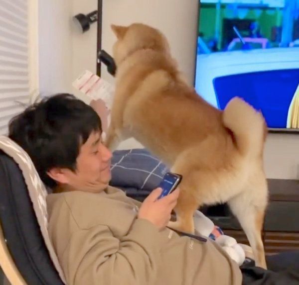 パパさんの邪魔をする味噌ちゃん