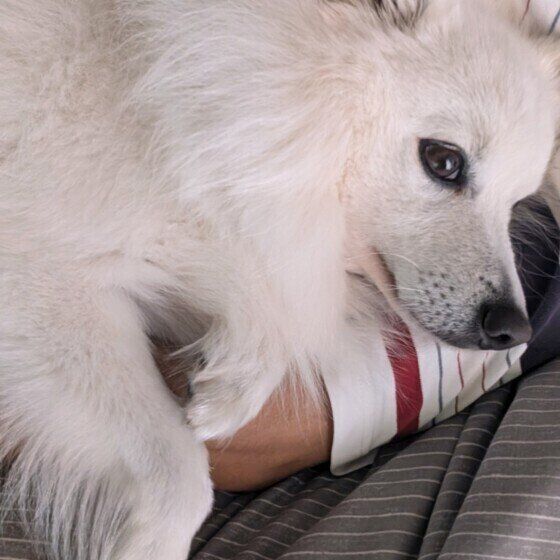 日本スピッツのころんくん