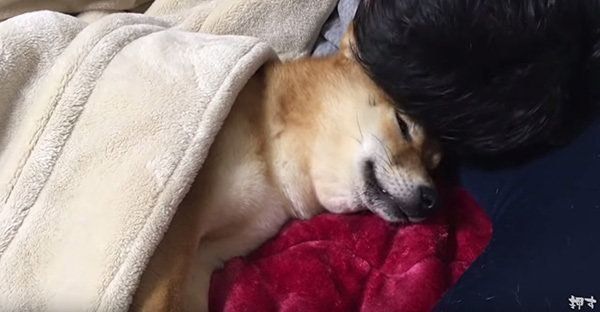 眠る柴犬