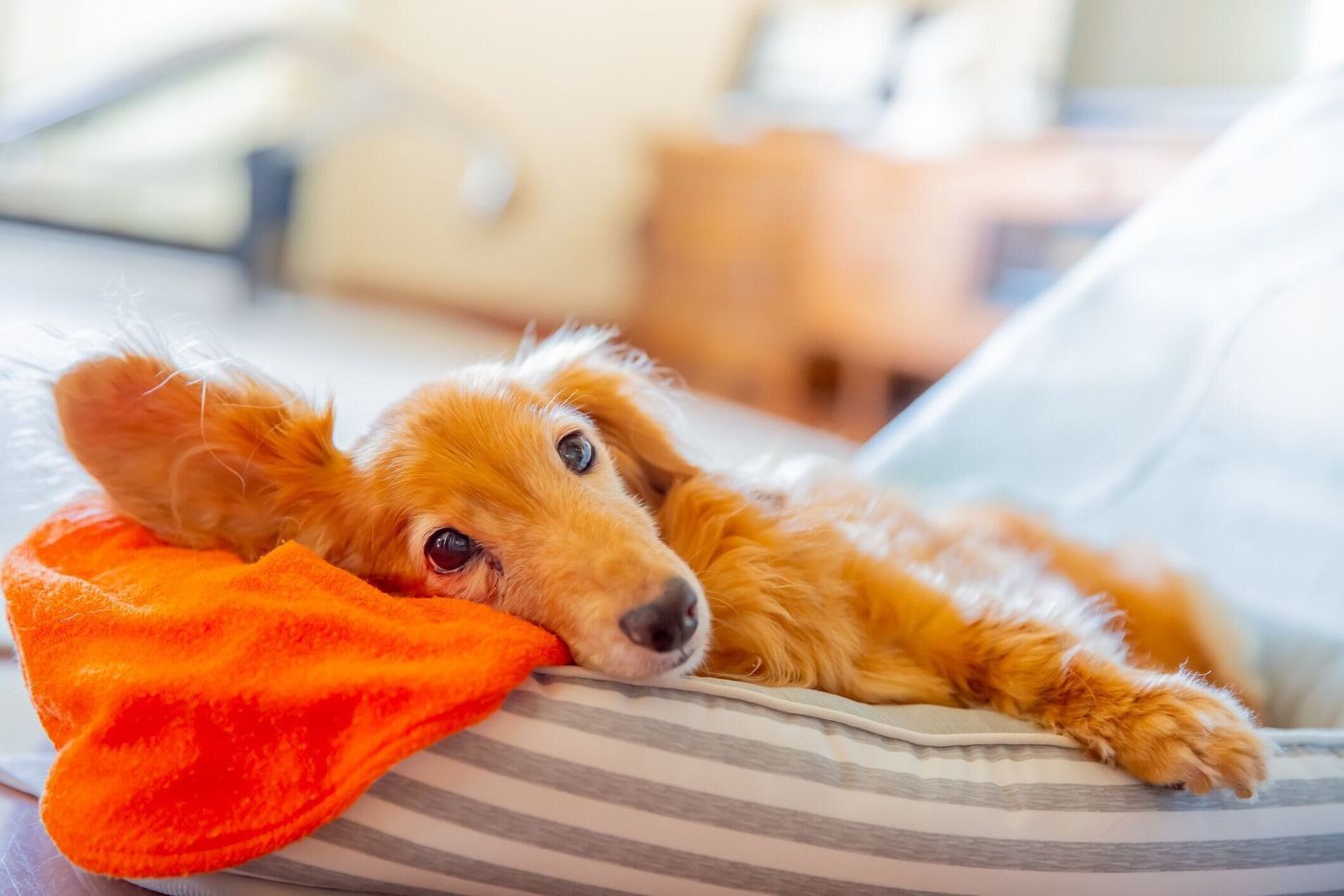 獣医師監修 犬の腎不全とは 原因や症状 ホームケア方法なども いぬのきもちweb Magazine 獣医師監修 犬の腎不全とは 原因や症状 ホームケア方法なども いぬのきもちweb Magazine