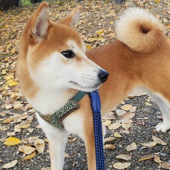 柴のふくまろくん♪