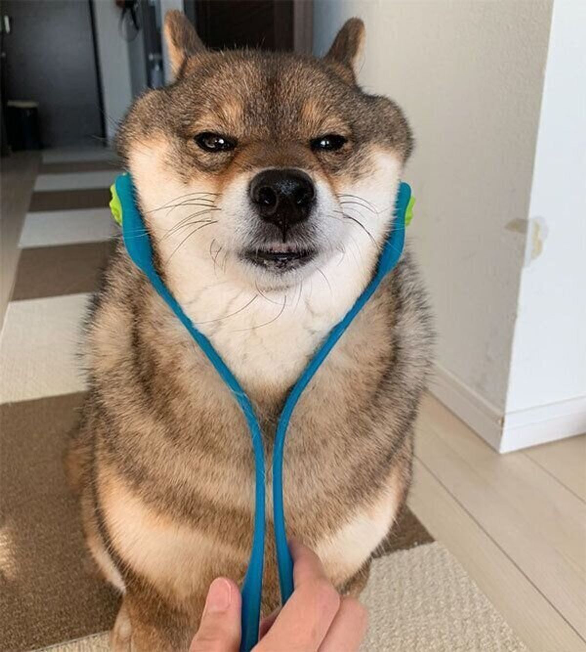 繁殖犬だった柴犬が歩む第2の犬生 臆病 コミカル に変わった花ちゃんの今 いぬのきもちweb Magazine 繁殖犬だった柴犬が歩む第2の犬生 臆病 コミカル に変わった花ちゃんの今 いぬのきもちweb Magazine