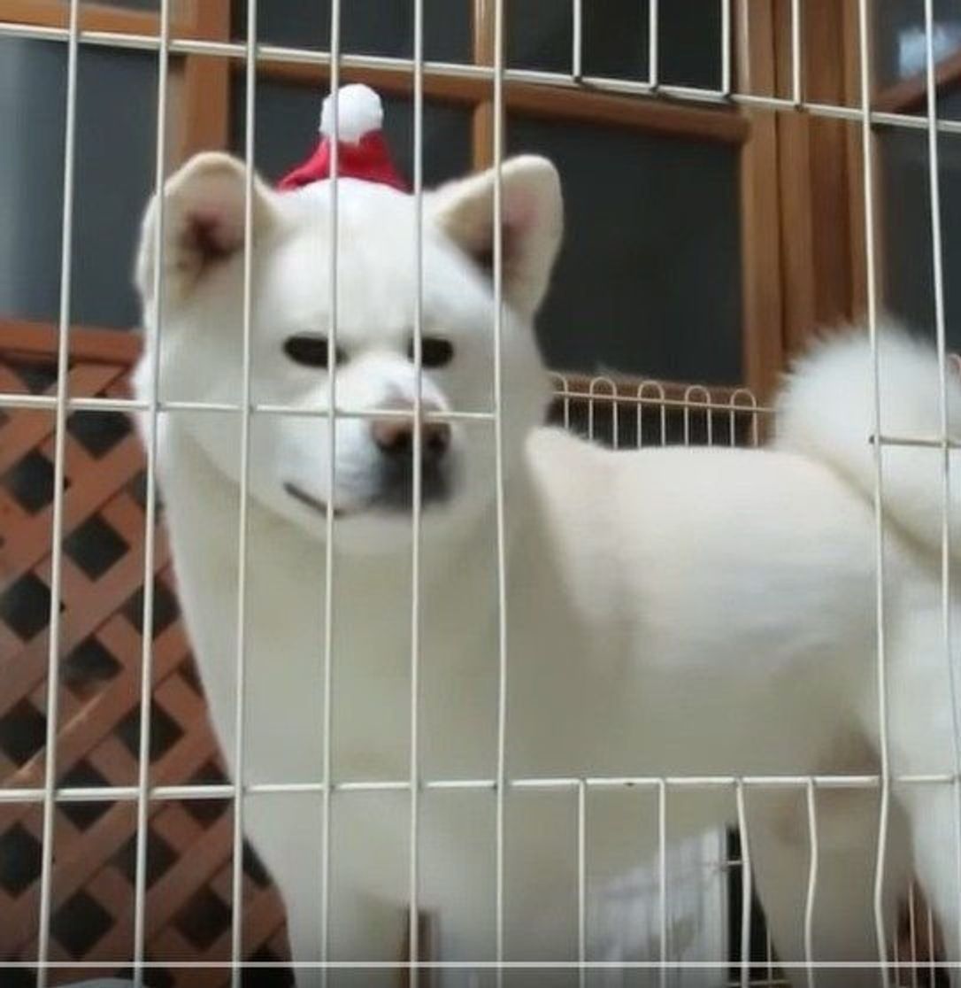 モフモフの秋田犬が贈る意外なプレゼントは いぬのきもちweb Magazine モフモフの秋田犬が贈る意外なプレゼントは いぬのきもちweb Magazine