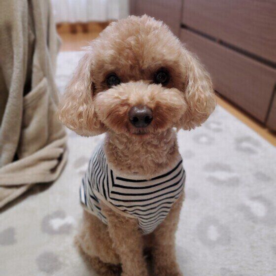 犬の「普段と異なる様子」ってどういうこと？ 犬の体調不良のサインとは いぬのきもち