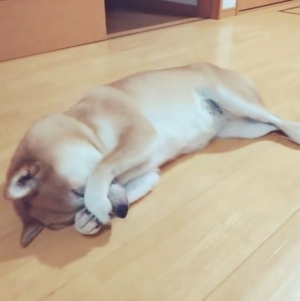 猫のようなしぐさをする柴犬