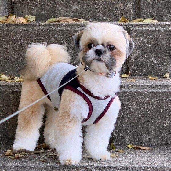 シー・ズーのこむぎちゃん