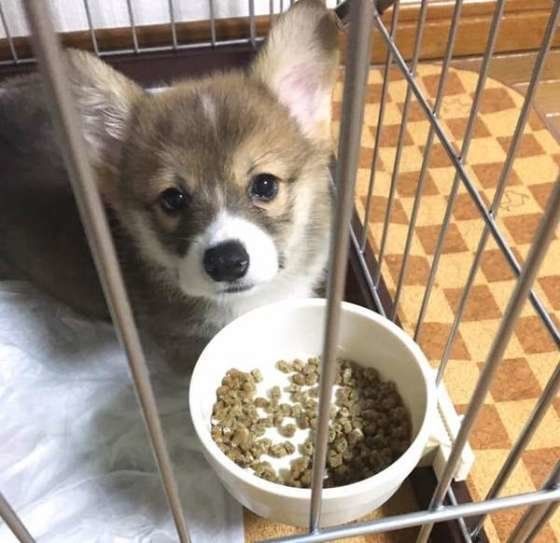コーギー