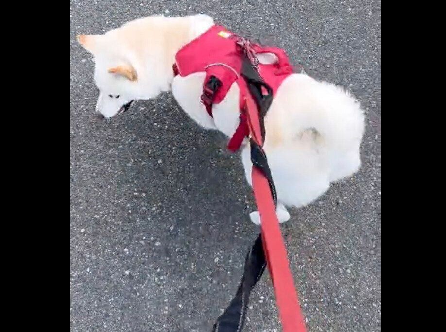 ウンチのたびに飼い主さんを「ぐるぐるの刑」にするもち吉くん