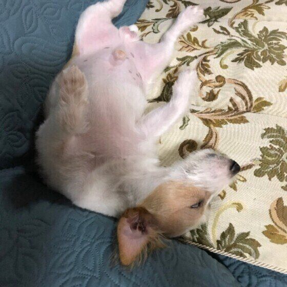 ジャック・ラッセル・テリア　レオン　ヘソ天