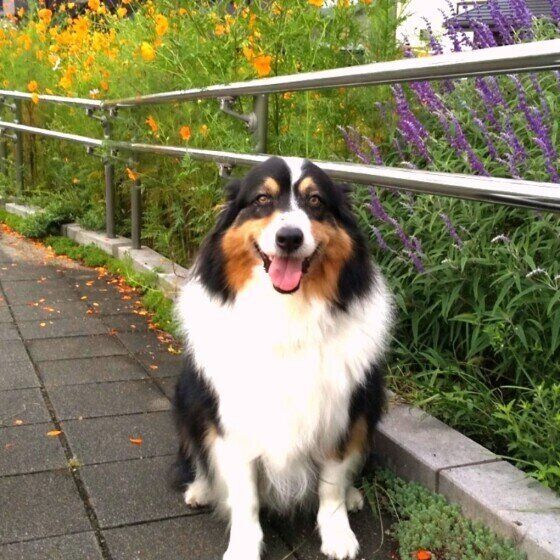 オーストラリアン シェパードの特徴と性格 飼い方 価格相場など 犬図鑑 いぬのきもちweb Magazine