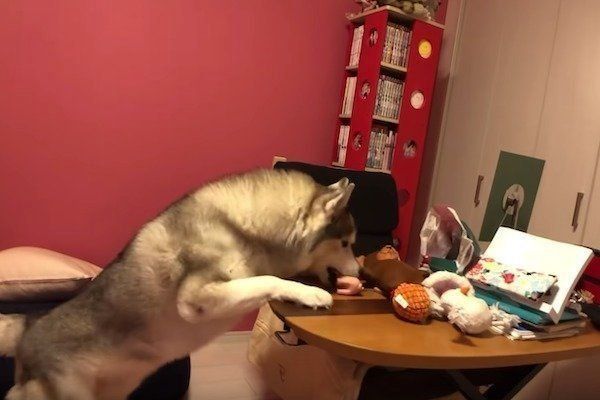 シベリアン・ハスキー