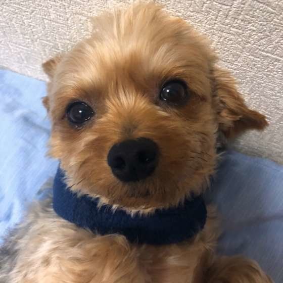 ヨークシャー・テリア