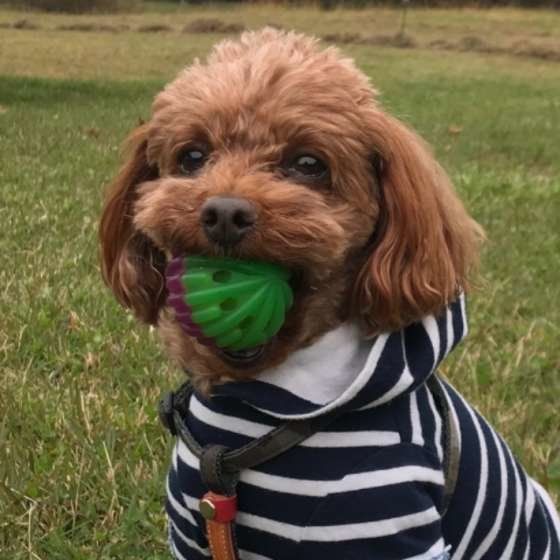 おもちゃをくわえるトイ・プードル