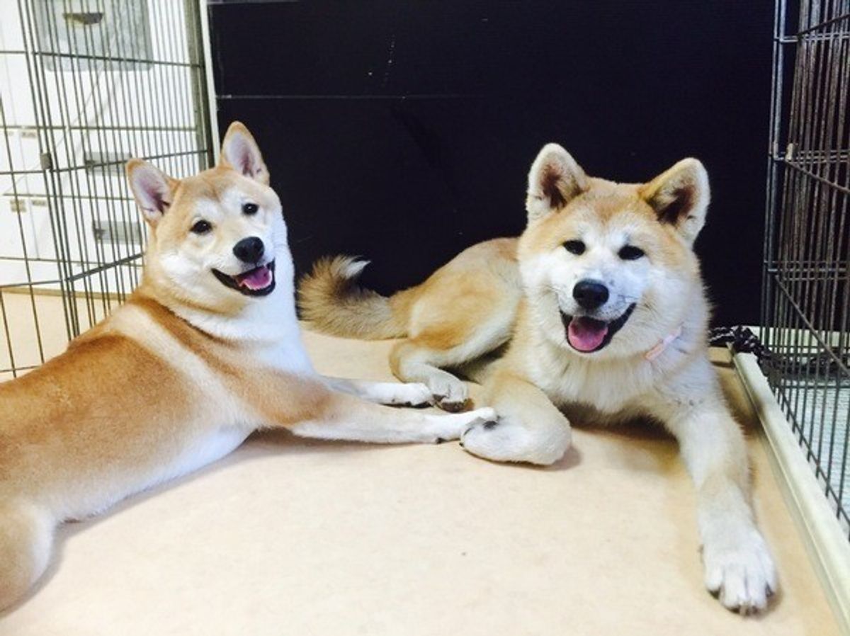 獣医師監修 柴犬と秋田犬はどう違う 見た目 性格 飼育方法は いぬのきもちweb Magazine 獣医師監修 柴犬と秋田犬はどう違う 見た目 性格 飼育方法は いぬのきもちweb Magazine