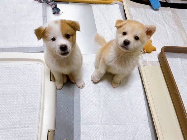 家族に迎えた頃のクーちゃん、ボーくん