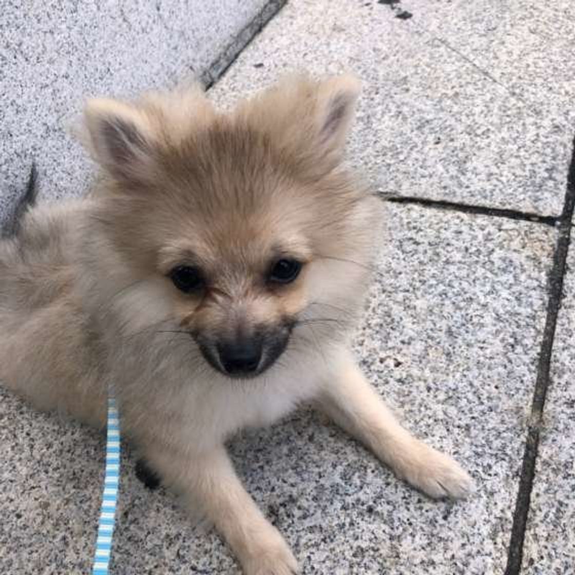 散歩で犬がおしっこした場所には 水をかけるべき 賛成 否定派の意見は いぬのきもちweb Magazine 散歩で犬がおしっこした場所には 水をかけるべき 賛成 否定派の意見は いぬのきもちweb Magazine