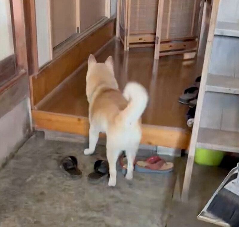 おばあちゃんのことを待つ福丸くん