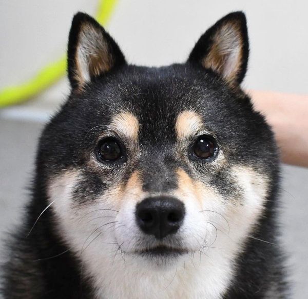 柴犬の吾子ちゃん