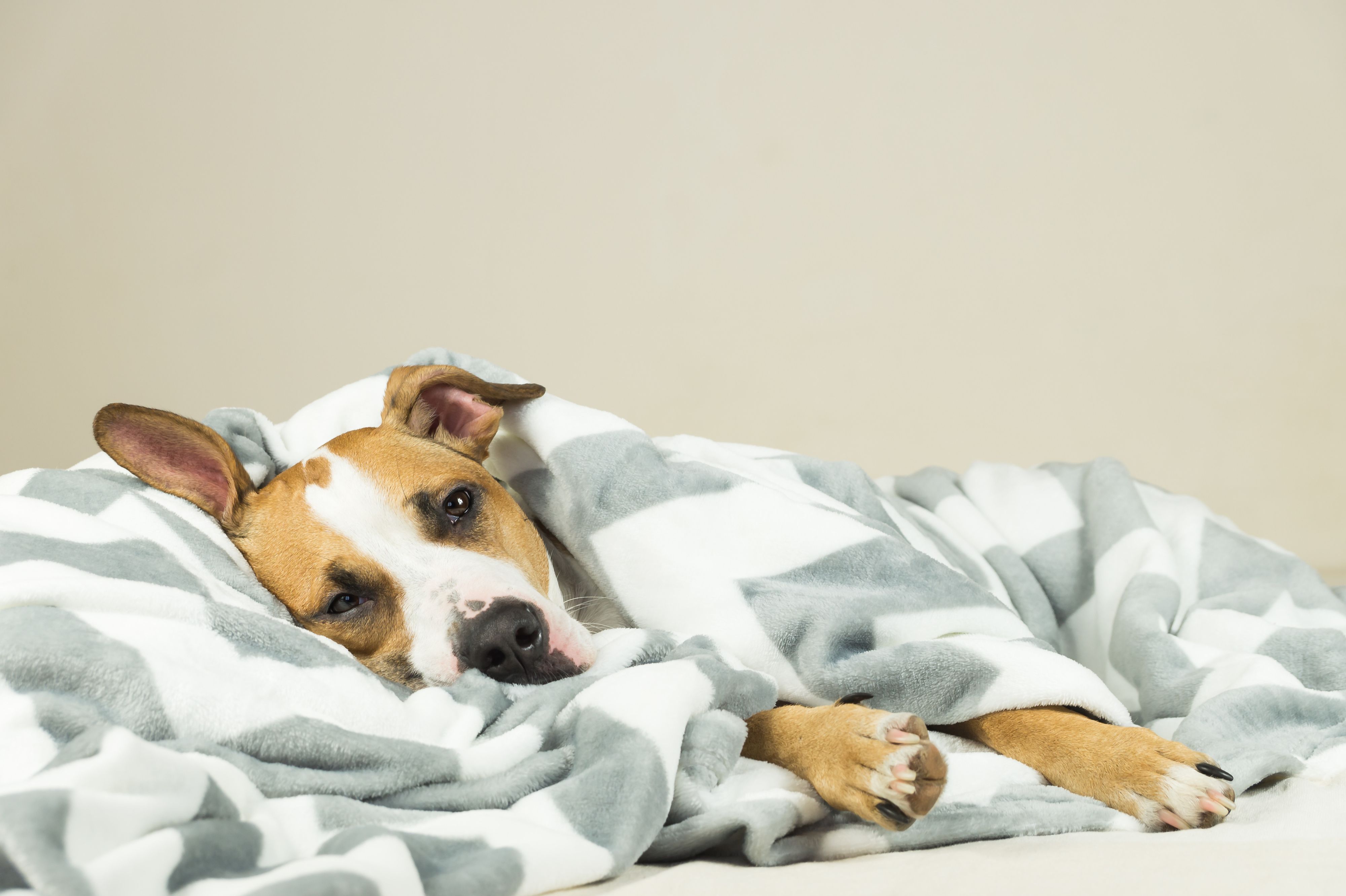 胃腸の病気になりやすい犬種｜若い犬ほど注意！｜いぬのきもち